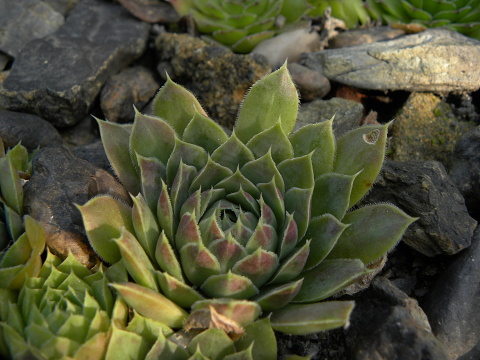 heuffelii (glabrum) from Belogradčik