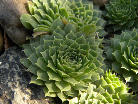 heuffelii (glabrum) from Bijak Dorok
