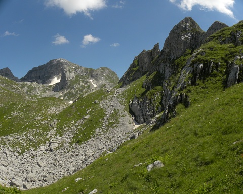 heuffelii (glabrum) from Ćafa Romanit (unterhalb)
