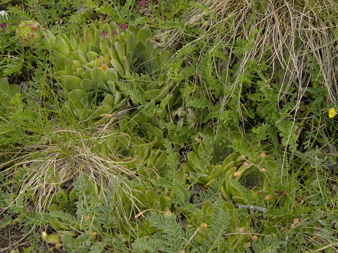 heuffelii (glabrum) from Cete