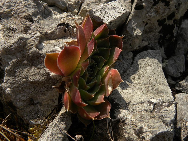 heuffelii (glabrum) from Cikavac