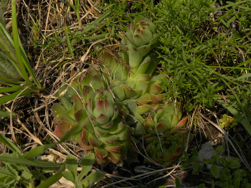 heuffelii (glabrum) from Ćurovac, Aussicht