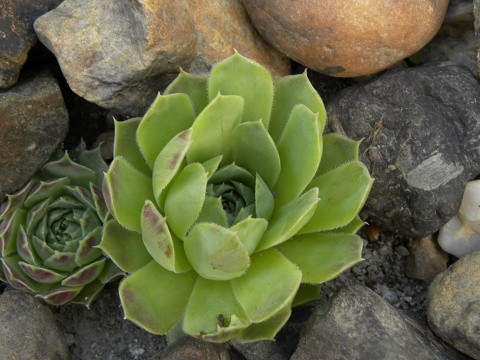 heuffelii (glabrum) from Debar Road