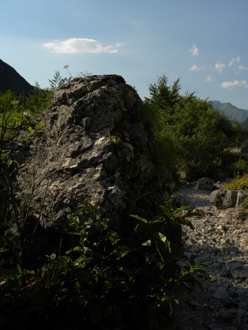 heuffelii (glabrum) from Gornje Vusanje