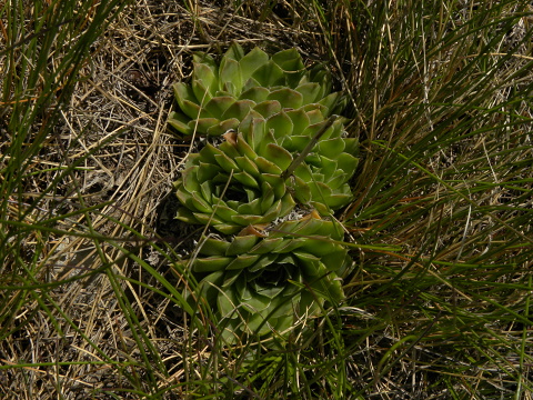 heuffelii (glabrum) from Kom Vasojevički (Gipfel)
