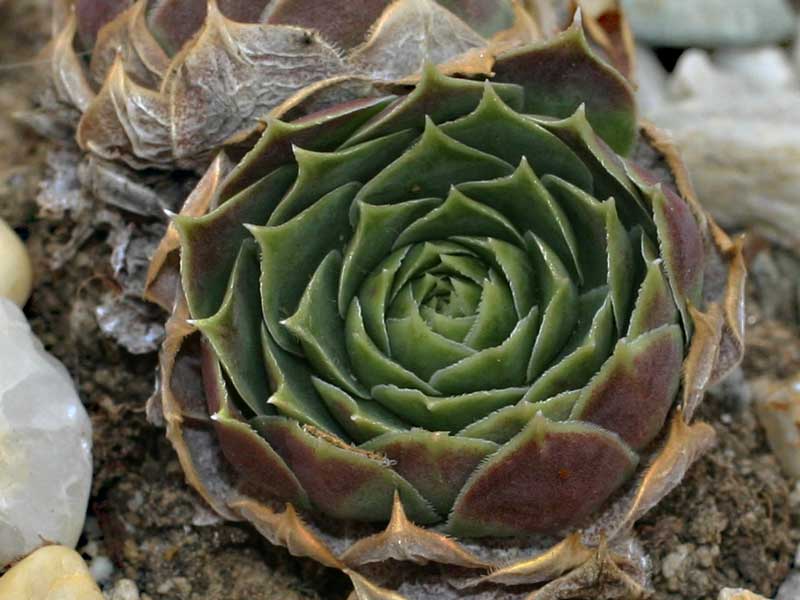 heuffelii (glabrum) from Ljuboten