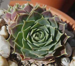 heuffelii (glabrum) from Ljuboten