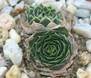 heuffelii (glabrum) from Ljuboten