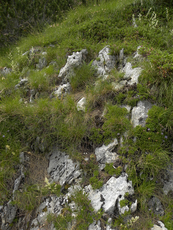 heuffelii (glabrum) from Mala Greda
