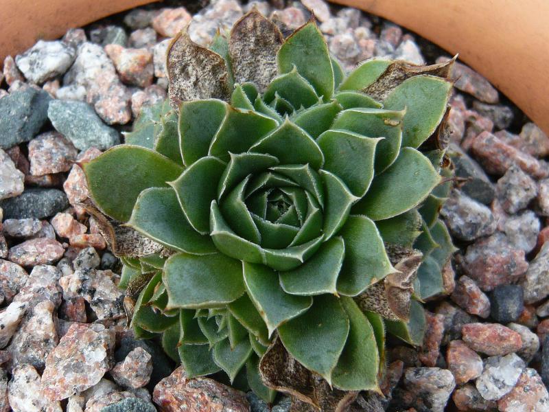 heuffelii (glabrum) from Matka