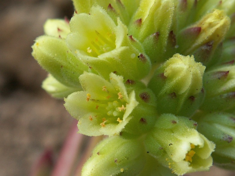 heuffelii (glabrum) from Osljak
