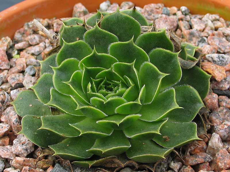 heuffelii (glabrum) from Ossa