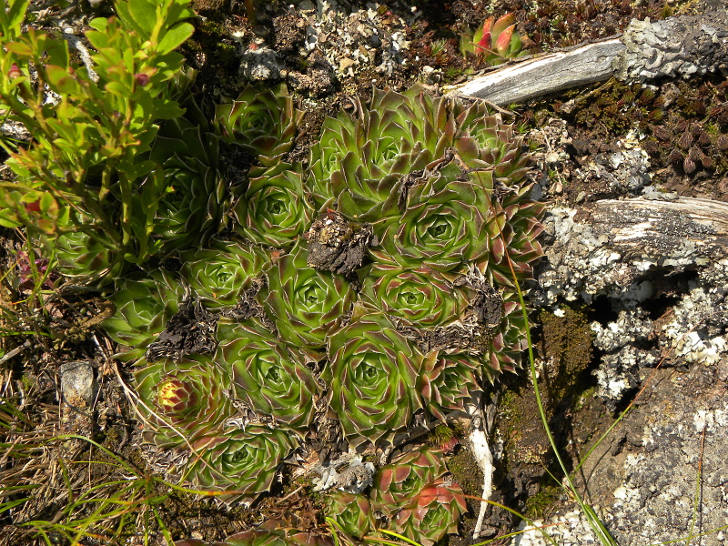 heuffelii (glabrum) from Panćićev vrh, Abhang