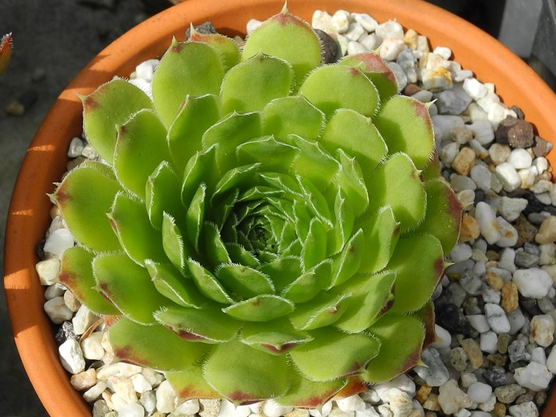 heuffelii (glabrum) from Poljana