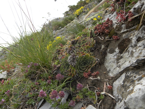heuffelii (glabrum) from Popova Šapka