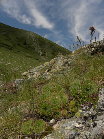 heuffelii (glabrum) from Popova Šapka