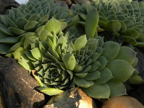 heuffelii (glabrum) from Popova Šapka