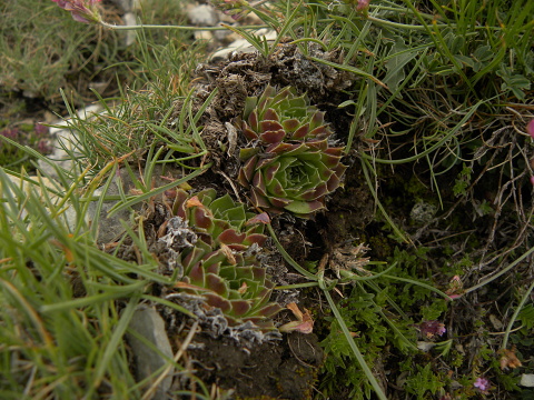 heuffelii (glabrum) from Sattel unter Daneš