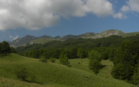 heuffelii (glabrum) from Sattel unter Daneš