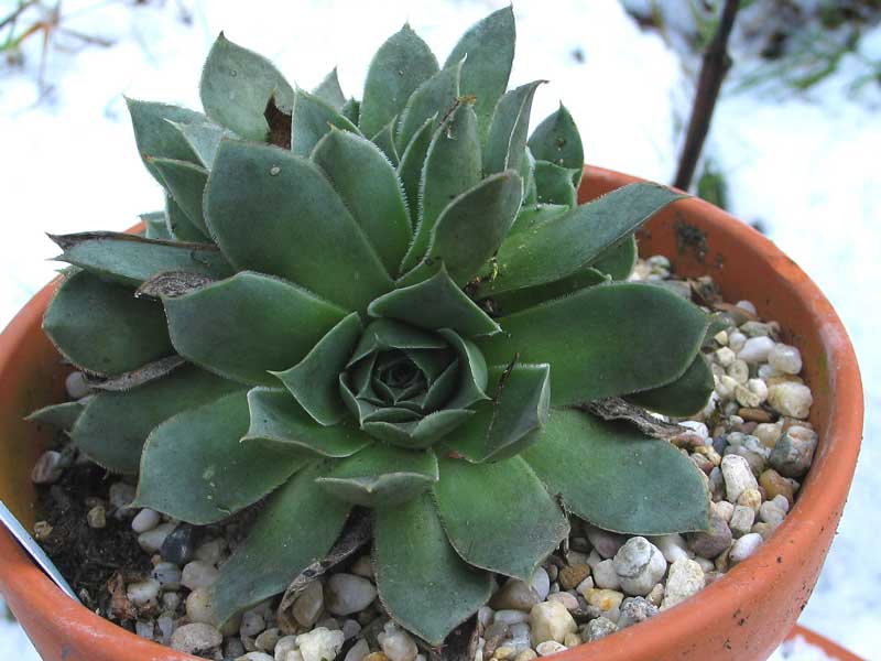heuffelii (glabrum) from Sokol