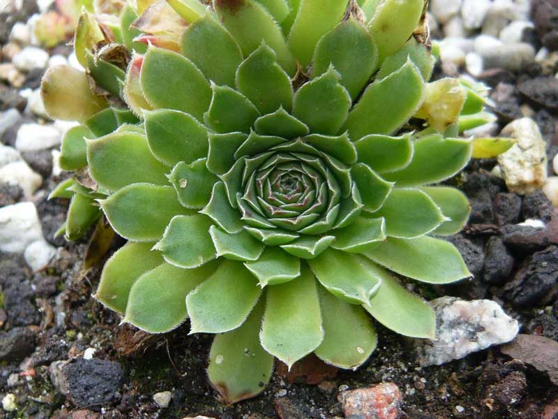 heuffelii (glabrum) from Stogovo