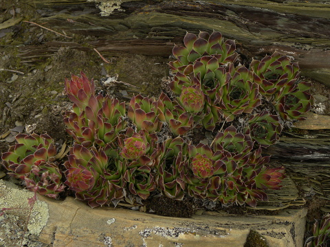 heuffelii (glabrum) from Valušnica (Gipfel des Talijanka)