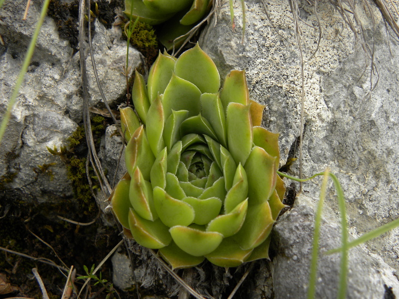 heuffelii (glabrum) from Veljkova Ploča
