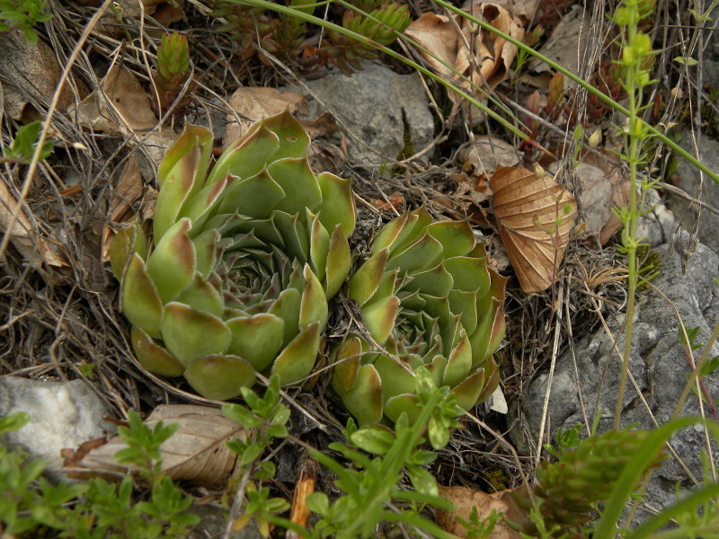 heuffelii (glabrum) from Veljkova Ploča