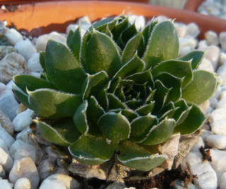 heuffelii (glabrum) from Vitse