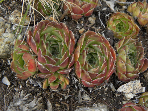 heuffelii (glabrum) from Vreteno