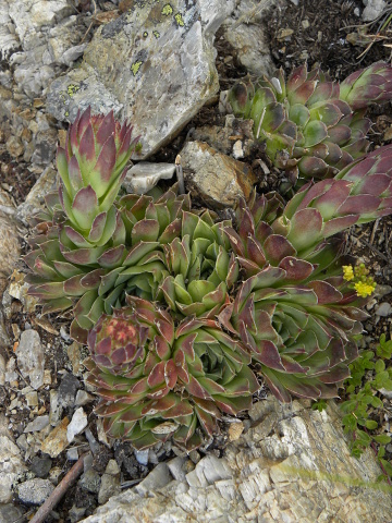 heuffelii (glabrum) from Vreteno