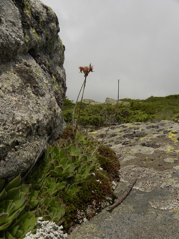 heuffelii (heuffelii) from Cherni vrah