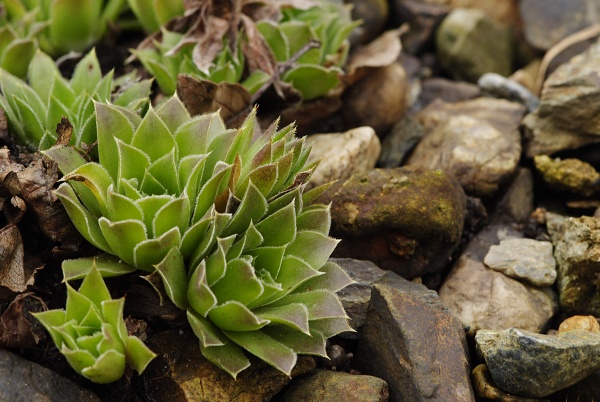 heuffelii (heuffelii) from Cherni vrah