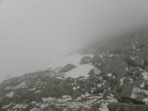 heuffelii (heuffelii) from Popovokapski ezero