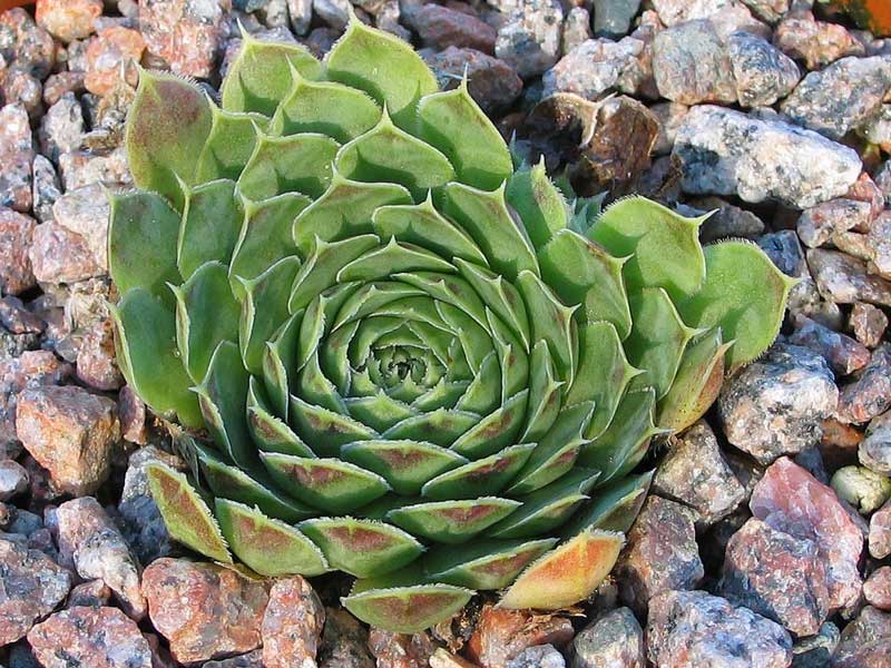 heuffelii (kapaenianum)