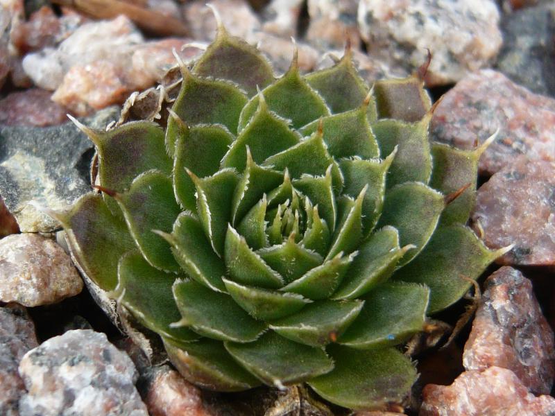 heuffelii (kapaenianum)