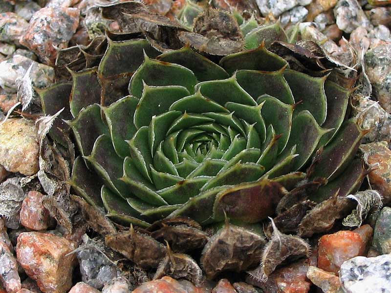 heuffelii (kapaenianum)