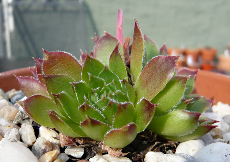 heuffelii (patens)