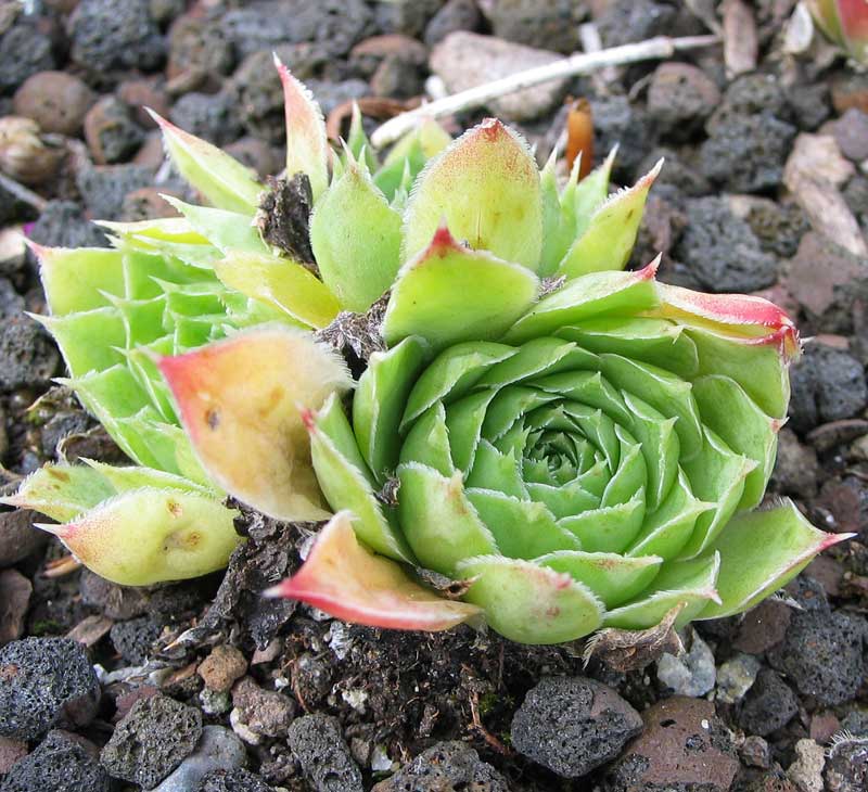 heuffelii (reginae-amaliae)