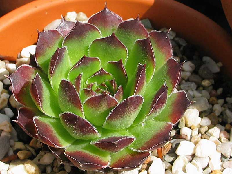 heuffelii (theobaldii)