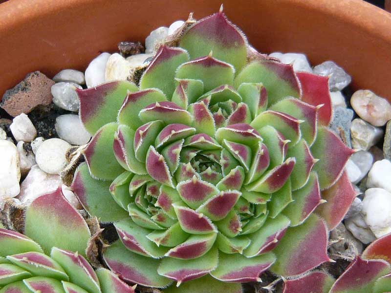 heuffelii from "Anthomorica"