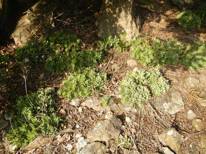 heuffelii from Bebresh Dam, oberhalb