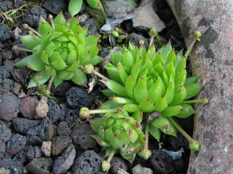 globiferum ssp. hirtum from Annenheim