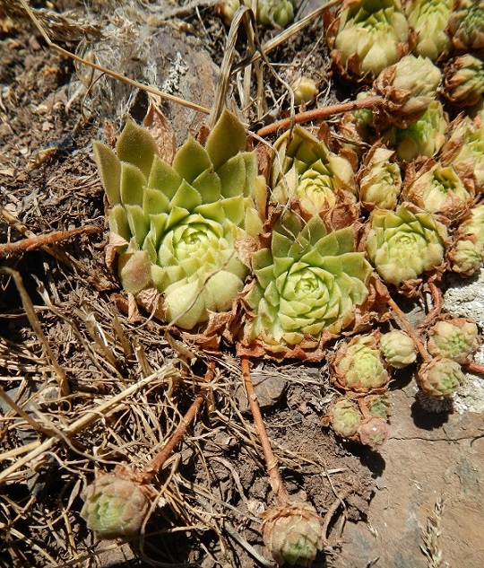 iranicum from Siyah Bisheh