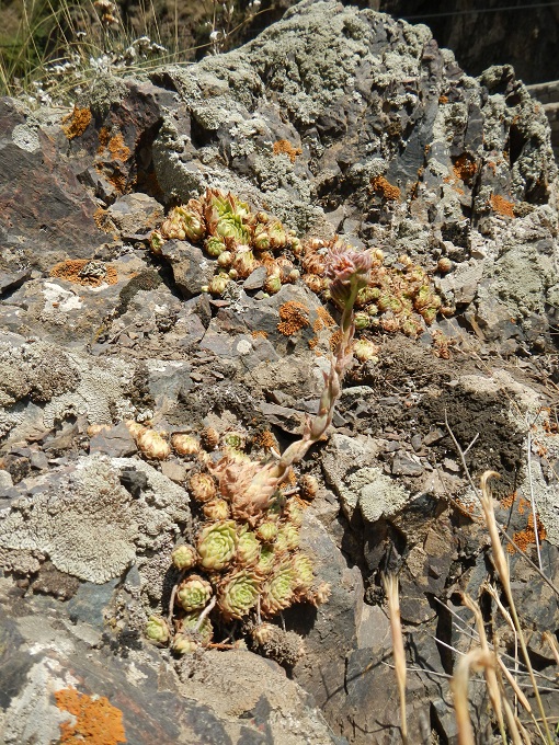 iranicum from Siyah Bisheh