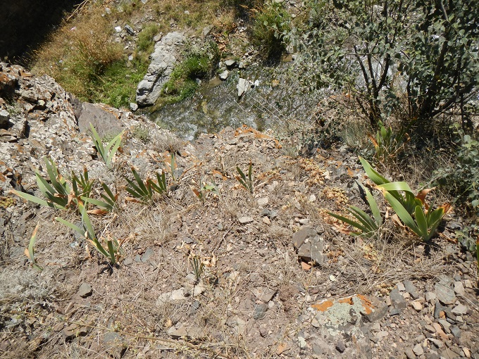 iranicum from Siyah Bisheh