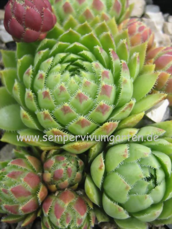 globiferum ssp. hirtum from Anninger Ost