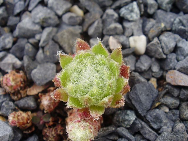 fauconnetii (x angustifolium)