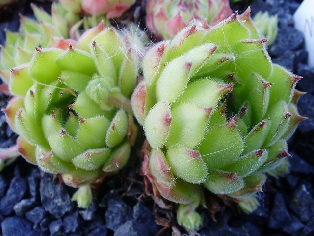 marmoreum (stoloniferum)