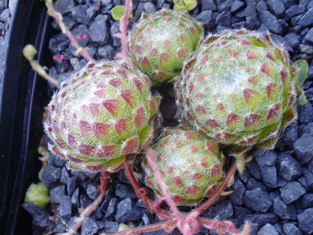 ciliosum ssp. octopodes from Mali Hat